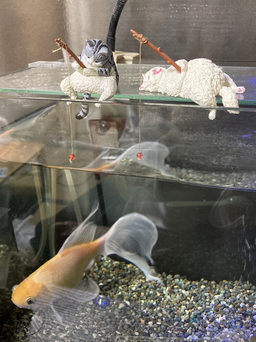 zeondukedomparm's tweet photo. うちの金魚水槽にピッタリなガチャガチャの景品見つけた
全種類集めたくなりました https://t.co/56vTFozy1H