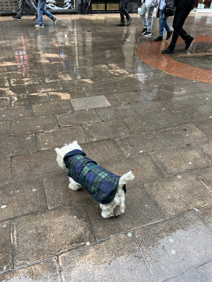 nata_uri's tweet photo. Festivo, levantarse tarde, olor a tarta de queso, paseo por bilbao pasado por agua y café para llevar. https://t.co/q2No6xOht8