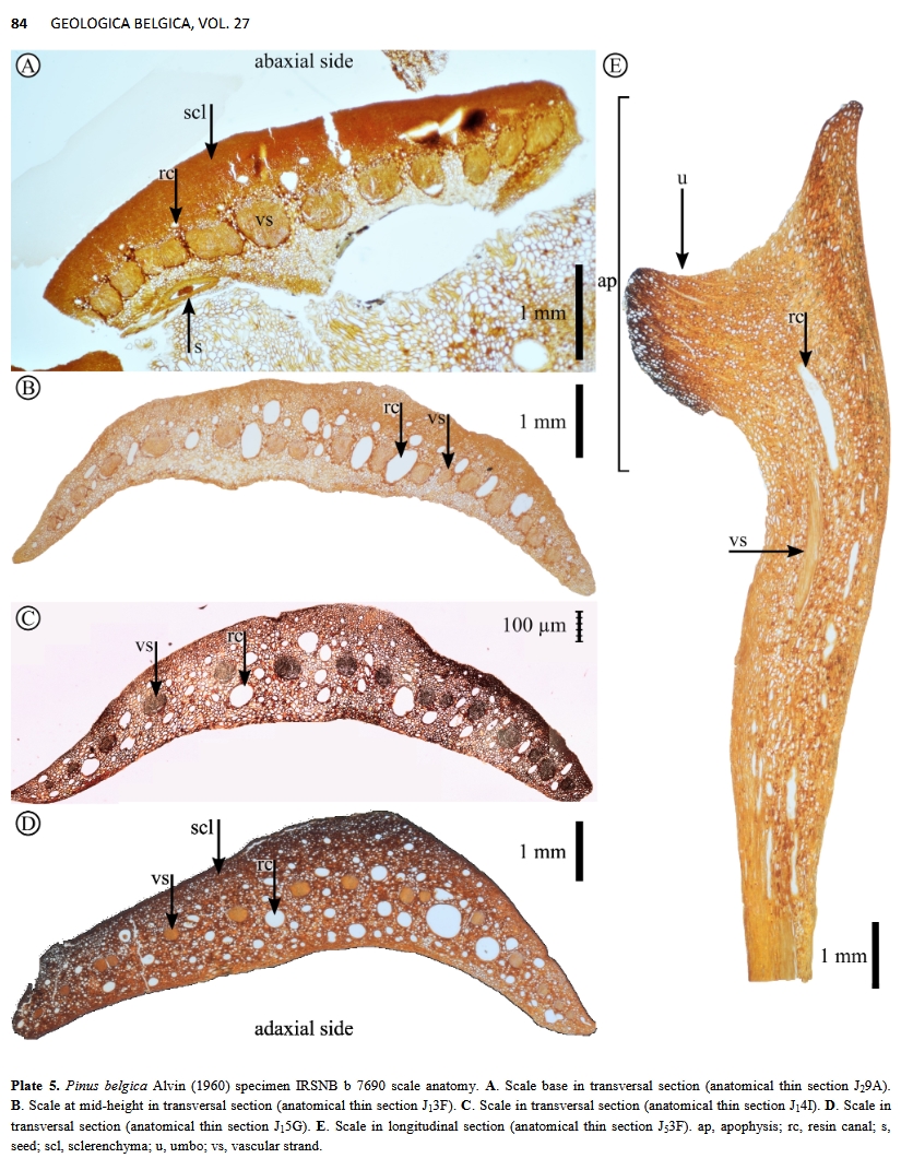 📣Dear GBLsp followers, a new publication in the GB journal by Léa DE BRITO, Valentin FISCHER &amp; Cyrille PRESTIANNI entitled "Revision of the Lower Cretaceous ovulate cone Pinus belgica Alvin (1960), one of the oldest representatives of Pinus" &gt;&gt; DOI: s.mtrbio.com/fpdgfmjlgm