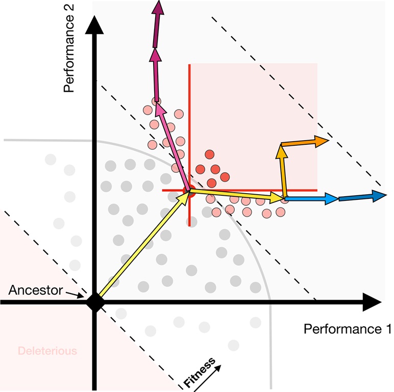 PLOS Biology (@plosbiology) on Twitter photo Two stages of evolution... <a href="/GrantKinsler/">Grant Kinsler</a> <a href="/gsherloc/">Gavin Sherlock</a> <a href="/PetrovADmitri/">Dmitri Petrov</a> use #ExperimentalEvolution in yeast to show that while 1st-step mutants appear pleiotropic in nature, 2nd-step mutations show a shift towards modular adaptation #PLOSBiology plos.io/4glXoXJ Two stages of evolution... <a href="/GrantKinsler/">Grant Kinsler</a> <a href="/gsherloc/">Gavin Sherlock</a> <a href="/PetrovADmitri/">Dmitri Petrov</a> use #ExperimentalEvolution in yeast to show that while 1st-step mutants appear pleiotropic in nature, 2nd-step mutations show a shift towards modular adaptation #PLOSBiology plos.io/4glXoXJ