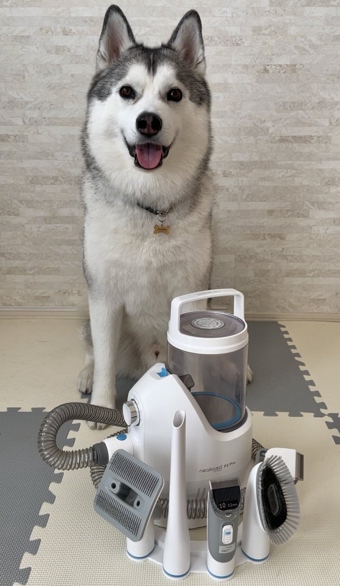 husky_jonsnow's tweet photo. じゃじゃーん https://t.co/cmMOzli2D9