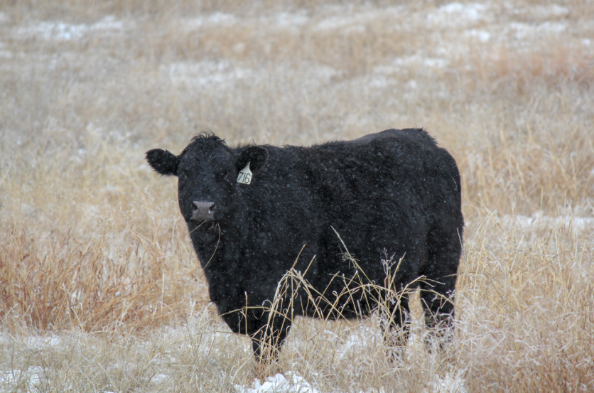 UNLBeef's tweet photo. As winter approaches, managing cold stress in cows is key to maintaining health and productivity. Learn how body condition, genetics, and nutrition impact cold weather care. #CattleCare #ColdStress #BeefCattle #WinterManagement #CattleHealth
https://t.co/l6tscaksKa https://t.co/5dvdx3kVRd