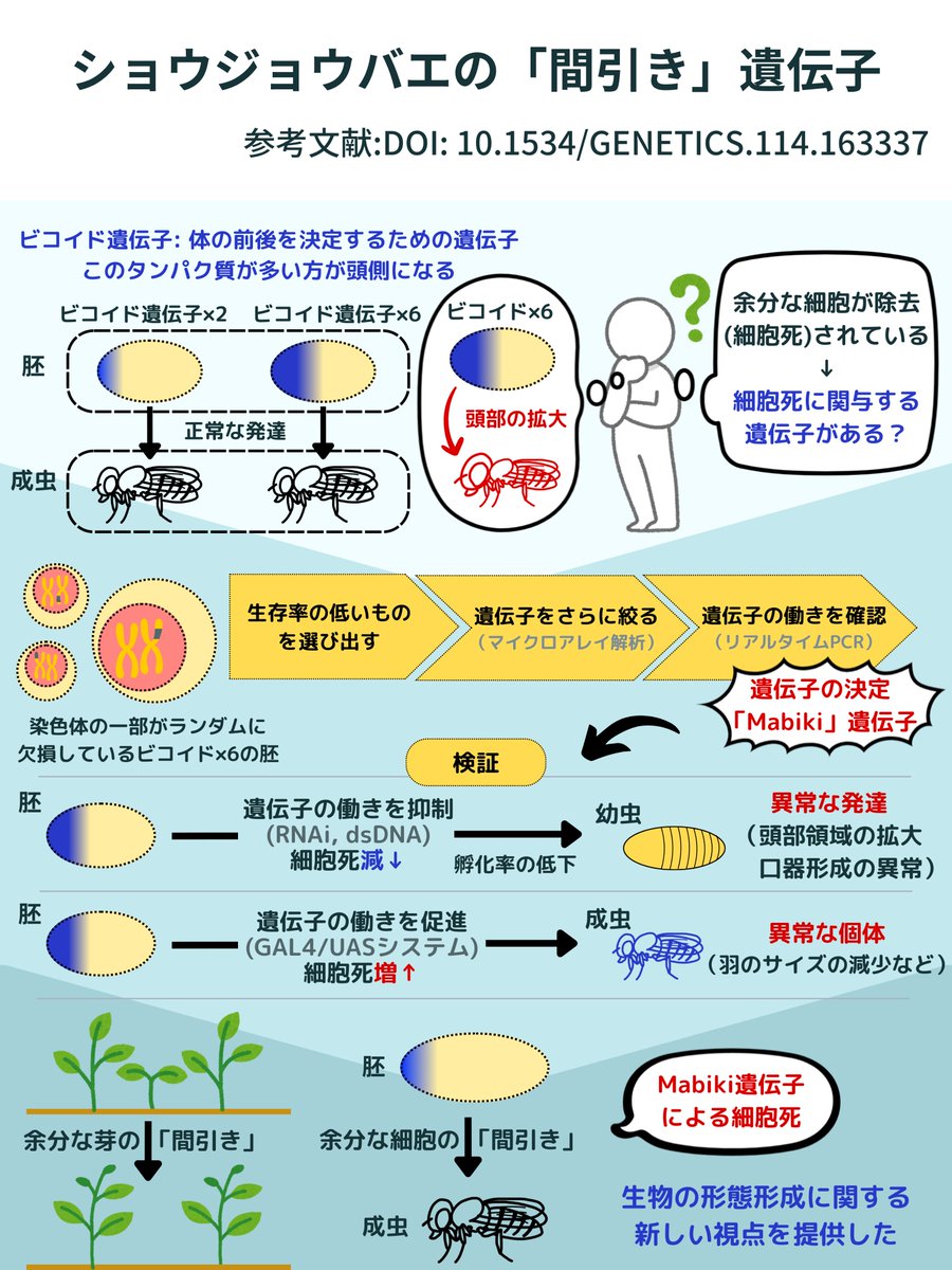 ✨お久しぶりです✨

ジャーナルクラブでの発表です！
ショウジョウバエは、余分な細胞が間引きされて、成虫になっていくんですね！
