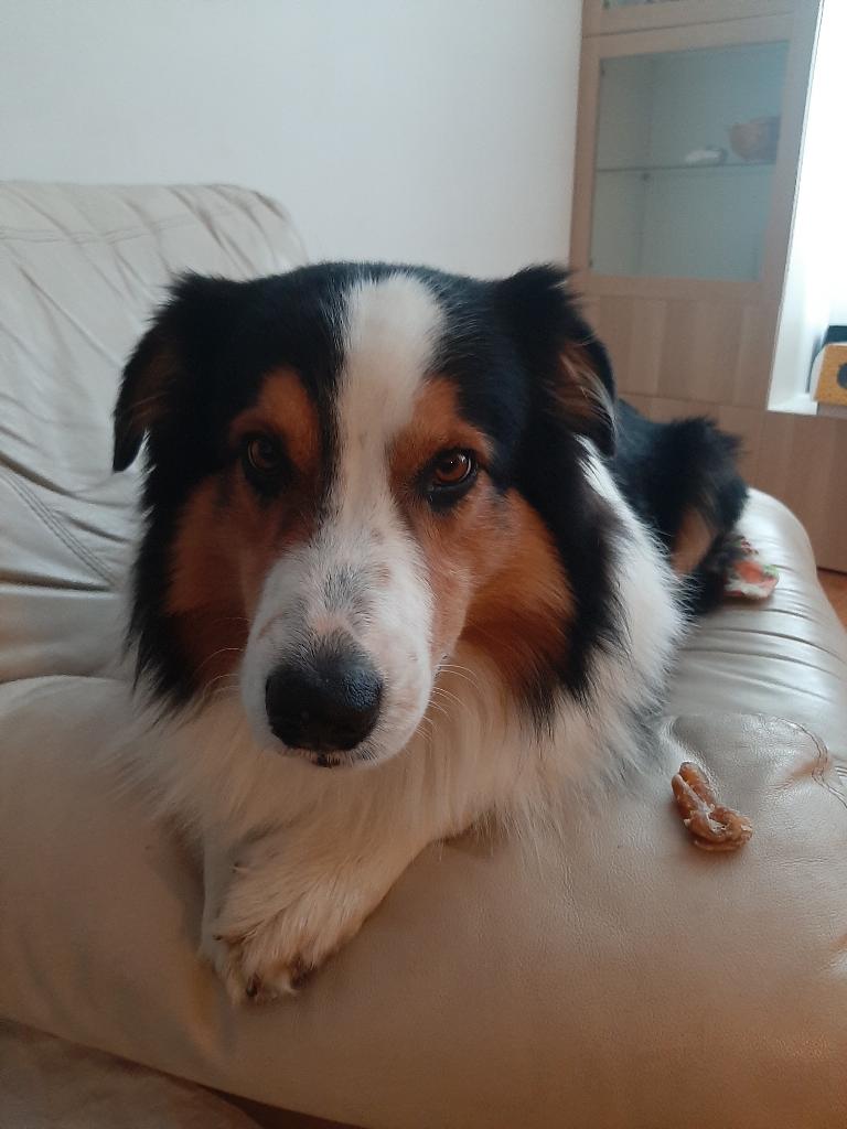 PetraVeber's tweet photo. @NMauhler Pasje vse najboljše in objem od Whiskyja 🐾 
Od mene pa poslušna ušesa, pa čim več mokrih in dlakavih poljubčkov :) https://t.co/9FhtaeSL0J