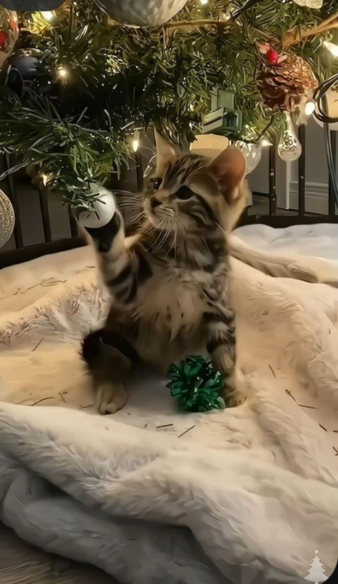 cutestscats's tweet image. 