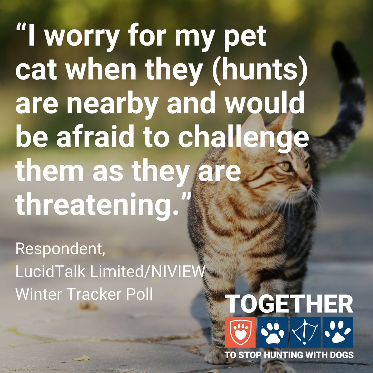USPCA_Official's tweet image. In November 2022, Coco, a 14-year-old rescue cat, was tragically killed by hunting dogs in Northern Ireland. It&apos;s time to act. Hunting with dogs endangers pets and wildlife. Let&apos;s end this practice in #NI 👉 buff.ly/3WW0SZ8 #EndHuntingWithDogs #ProtectAnimals @LeagueACS