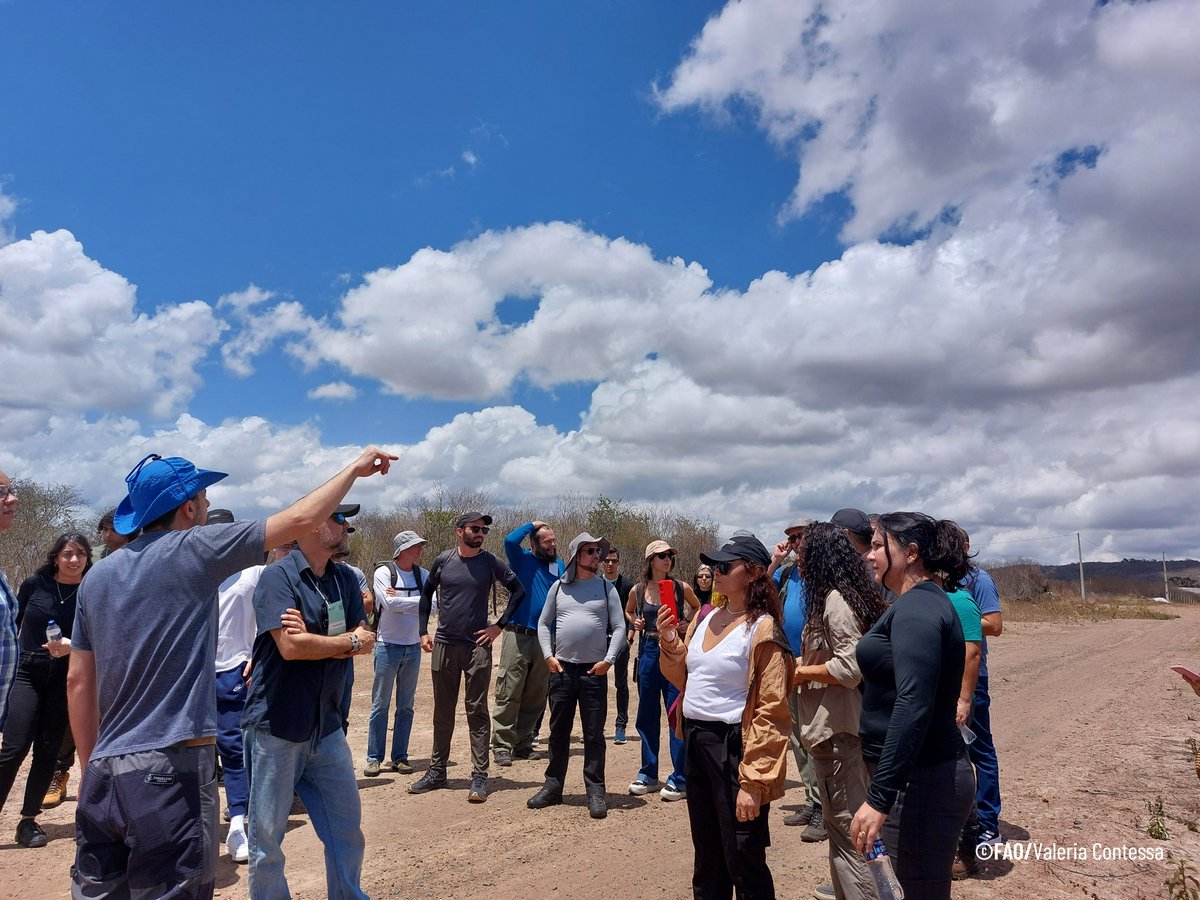 FAOBrasil's tweet photo. 🌎
Os participantes usaram a plataforma Collect Earth Online para analisar 250 amostras de dados (cada um) e realizar uma visita de campo em Gravatá (PE). Lá, validaram interpretações de imagens em áreas de florestas secas da Caatinga, um bioma exclusivamente brasileiro https://t.co/X1IKVQJiH1