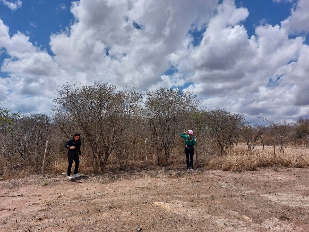 FAOBrasil's tweet photo. 🌿
Desde 1948, a FAO avalia recursos florestais globais. Em 2025, a pesquisa incluirá dados inéditos sobre sistemas agroflorestais, manguezais e árvores fora das florestas.

🌍 Saiba mais: https://t.co/hiUPkUMHr8 

#SensoriamentoRemoto #Florestas https://t.co/d96e5wqkVG