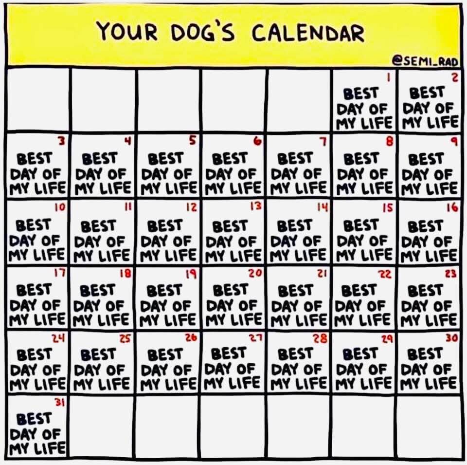 Heckin Good Dogs (@heckingooddogs) on Twitter photo 