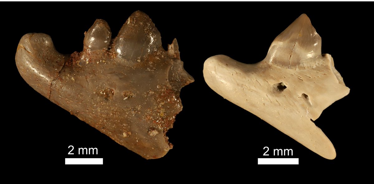 Luke Meade tweet media