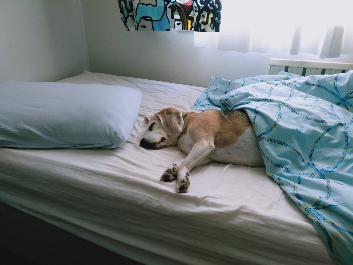 maya 👉🏻 aka. mayanez or mayonez or mayoz or mayanur