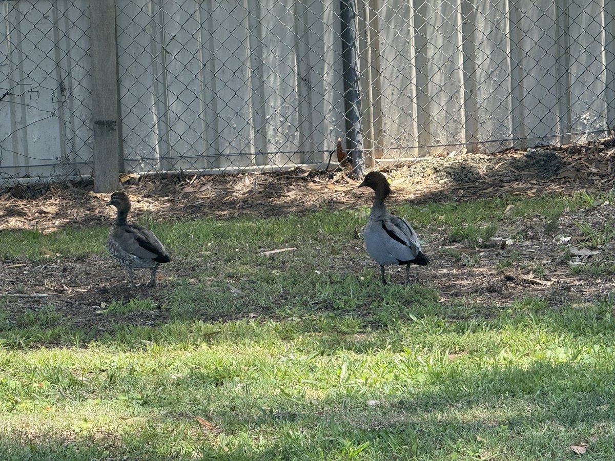 ohsixoneoh's tweet photo. I went for a walk at lunch and nearly cooked, then went for another short one when it was cooler (nearly) #exercise #wellbeing

#JerkBird; remnants of the #seamist; I love the #Casuarinas; new friends #WoodDucks, who were resting in the shade until I accidentally disturbed them https://t.co/pjo3KFmegw