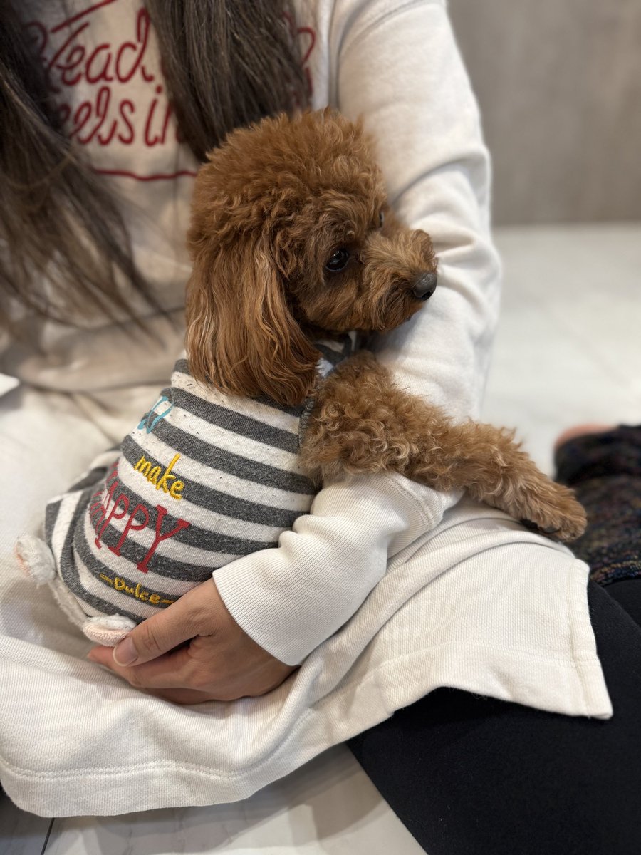 沢山のバースデーコメントありがとうございました🙇2歳になってもまだまだ甘えん坊のティティですがこれからもよろしくお願いします🙇
#ティティブログhappytiti.com 
#感謝 #プードル #プードルの居る暮らし