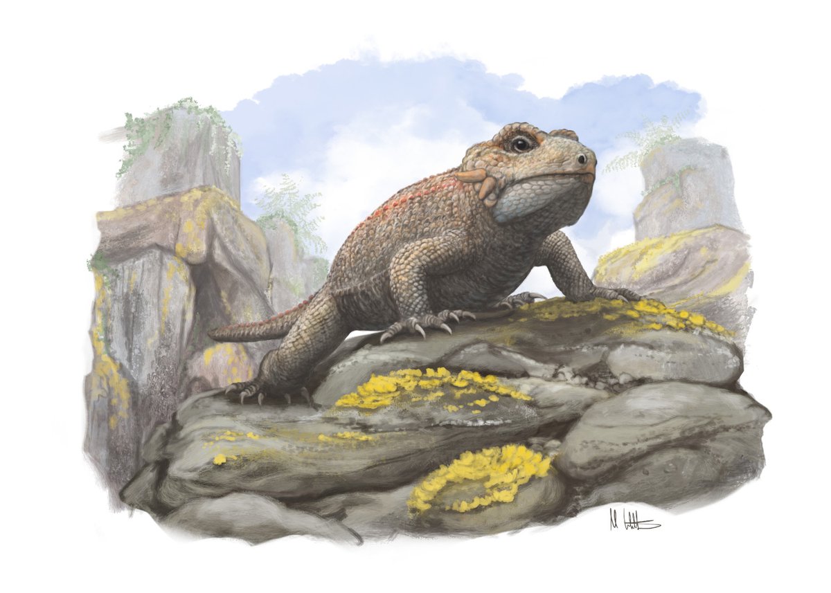 The PalAss (@thepalass) on Twitter photo A new procolophonid with complex dentition from the Late Triassic of southwest England onlinelibrary.wiley.com/doi/10.1002/sp… <a href="/LukeEMeade/">Luke Meade</a> @ButlerLabBham <a href="/MarcEHJones/">Marc Jones</a> <a href="/tanytrachelos/">Nick Fraser</a> <a href="/MorphoSource/">MorphoSource</a> <a href="/wileyearthspace/">Wiley Earth and Space Science</a> #FossilFriday A new procolophonid with complex dentition from the Late Triassic of southwest England onlinelibrary.wiley.com/doi/10.1002/sp… <a href="/LukeEMeade/">Luke Meade</a> @ButlerLabBham <a href="/MarcEHJones/">Marc Jones</a> <a href="/tanytrachelos/">Nick Fraser</a> <a href="/MorphoSource/">MorphoSource</a> <a href="/wileyearthspace/">Wiley Earth and Space Science</a> #FossilFriday