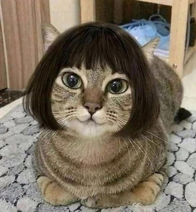 motherlupone's tweet photo. Patti LuPone as cats;
A thread 🧵 https://t.co/nPjIUeKlDt