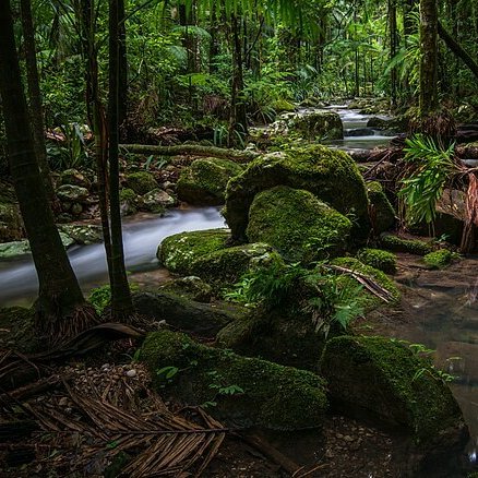 TheNatureFund's tweet photo. Welsh government urged to protect Celtic rainforests #temperaterainforests #rainforests

https://t.co/tmziN8W5EG https://t.co/eCk4Gk8V2m