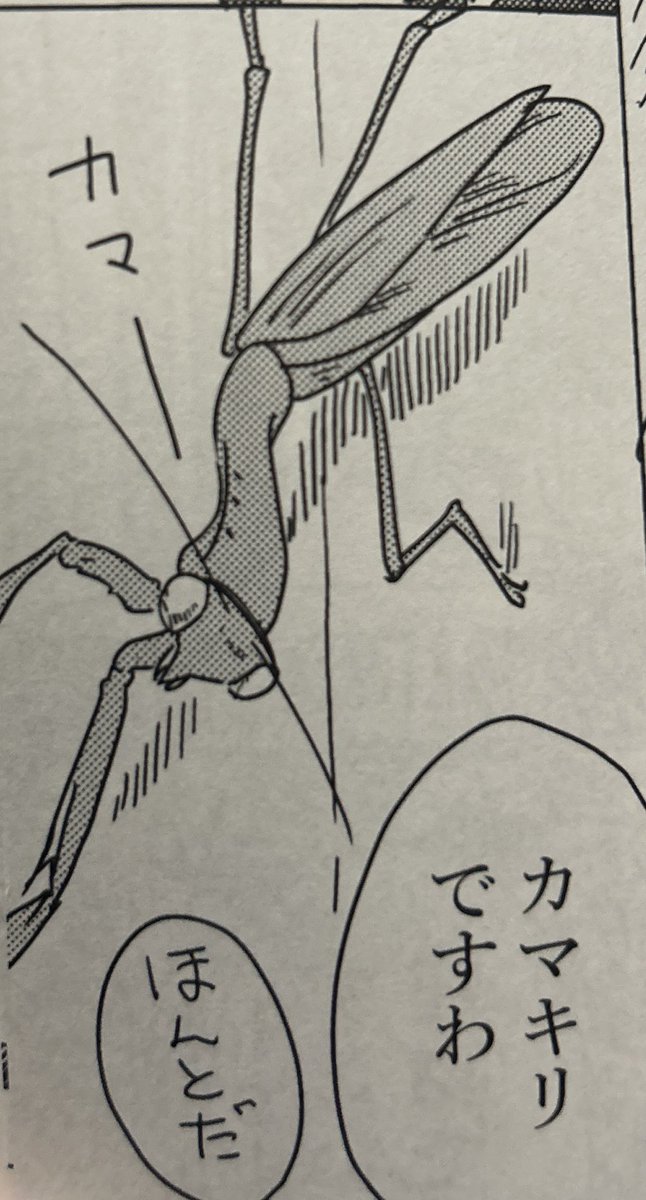 重巡オンリーのカマキリくんは矢板北パーキングエリアの壁面に朝3時30分にへばりついていたカマキリくんです 