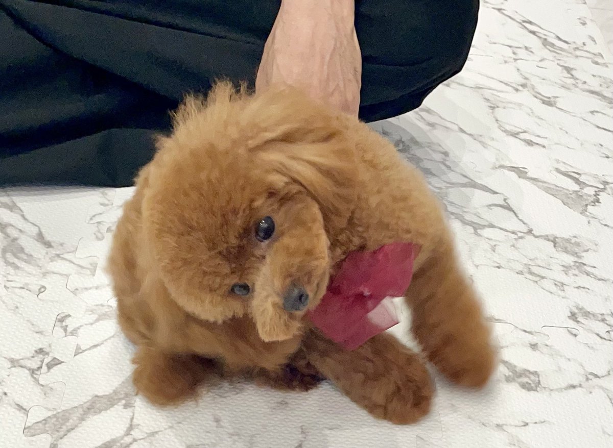 Late_Moca_O's tweet photo. ごろーん🐶 https://t.co/0N38w68nLG