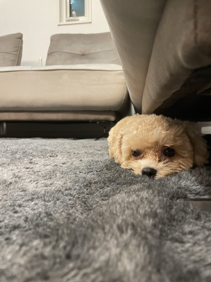 Late_Moca_O's tweet photo. ごろーん🐶 https://t.co/0N38w68nLG