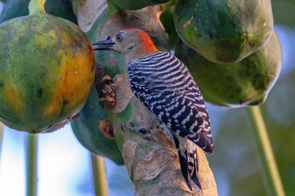 mitoGFP's tweet photo. Red-rumped and Red-crowned woodpecker #BirdsSeenIn2024 #birding #BirdTwitter #birdsoftrinidad #BirdsOfTwitter #birdphotography #TrinidadandTobago #Trinidad #visitrinidad #woodpecker https://t.co/1CmkXlvniW