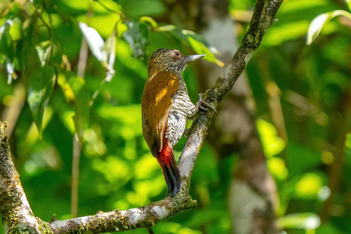 mitoGFP's tweet photo. Red-rumped and Red-crowned woodpecker #BirdsSeenIn2024 #birding #BirdTwitter #birdsoftrinidad #BirdsOfTwitter #birdphotography #TrinidadandTobago #Trinidad #visitrinidad #woodpecker https://t.co/1CmkXlvniW