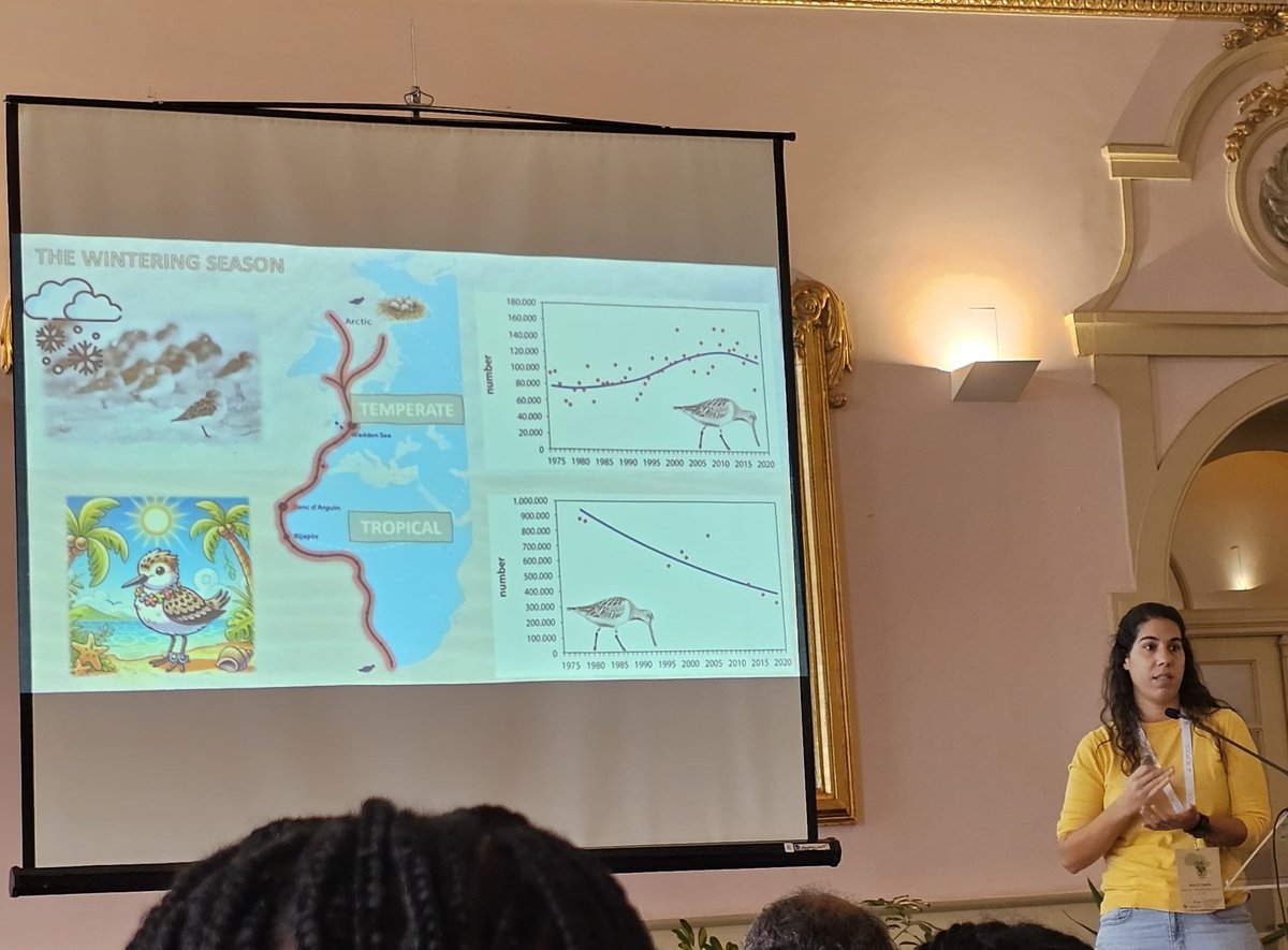 _JoseAAlves_'s tweet image. Presentations at TiBE2024 "Ecol &amp;amp; Cons in the Afrotropics" by @Ana_P_Coelho &amp;amp; @kikas_ramos (2nd best student presentation - 2 months into her PhD) &amp;amp; keynote by @mohamed_henriq, focusing on their #waders &amp;amp; #benthos research in the Bijagós. Congrats!!
#biodiversity #conservation