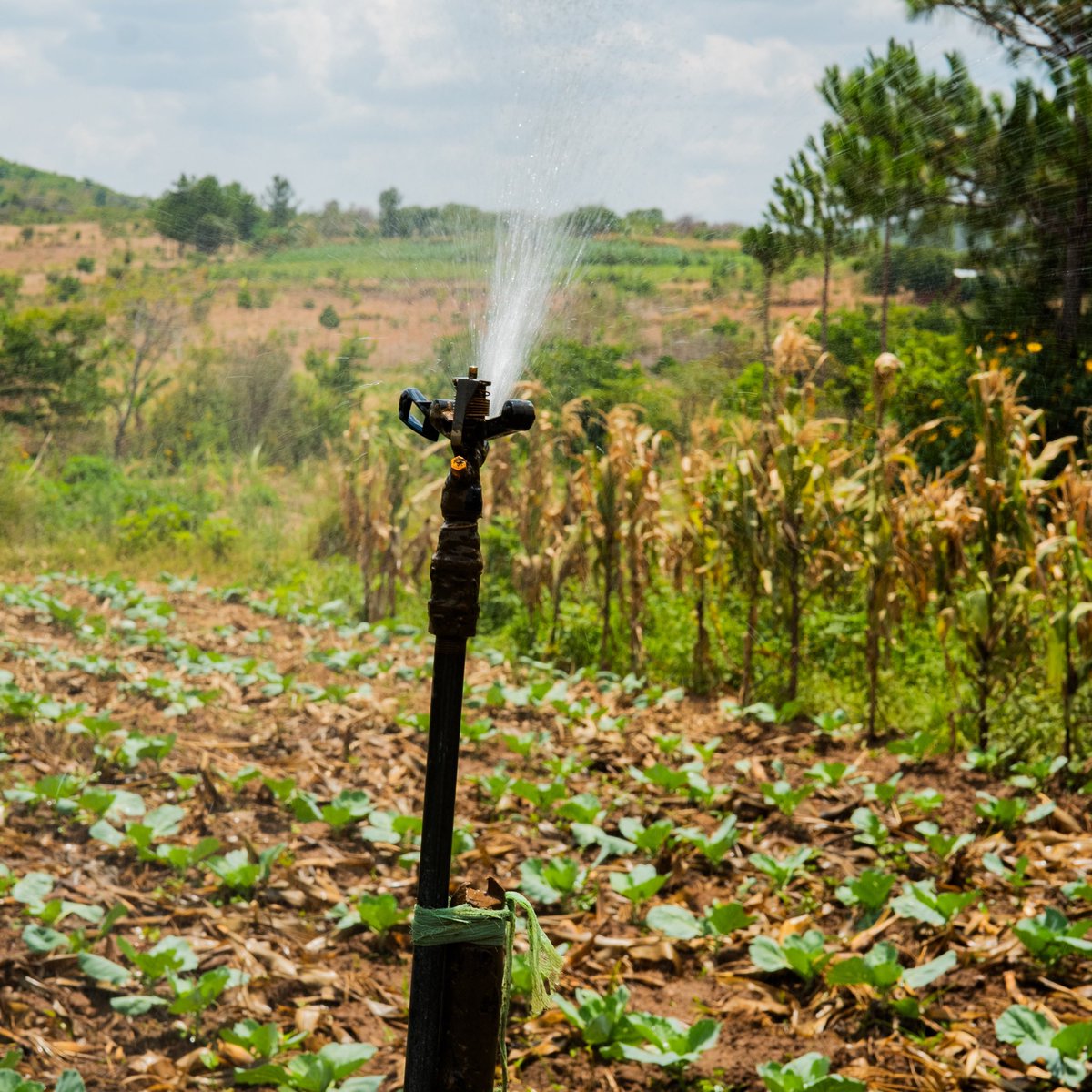 Zalusoarts's tweet image. Powering equality, transforming lives! Through clean energy investments, @undpmalawi and partners are empowering women-led businesses, reshaping policies and driving sustainable growth. 🚀

We’re in Rumphi capturing the incredible impact. 📸🎞️

 #ProjectDocumentation #Creative…