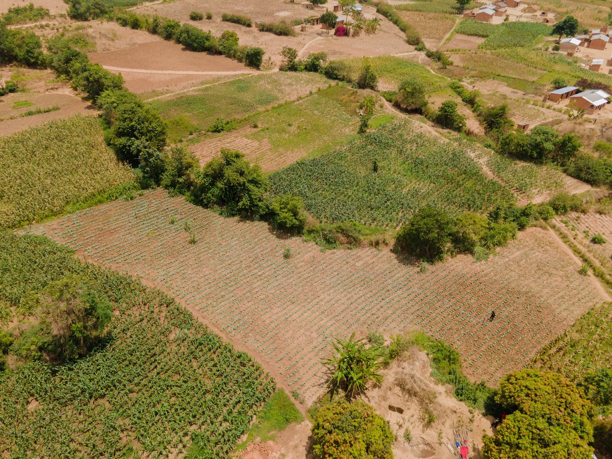 Zalusoarts's tweet image. Powering equality, transforming lives! Through clean energy investments, @undpmalawi and partners are empowering women-led businesses, reshaping policies and driving sustainable growth. 🚀

We’re in Rumphi capturing the incredible impact. 📸🎞️

 #ProjectDocumentation #Creative…