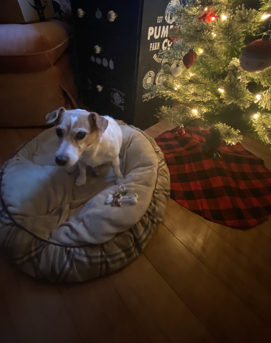 DaisyMaeJack's tweet photo. Happy Friyay! ๐my bestie and my boyfren @BelleLBear sent me da most bootiful Chrismassy ornament! ๐ฅฐ. Thank yous frens! We will cherish it furever! Stay warm! Super cold here ๐ฅถ๐พโฅ๏ธ๐๐๐
๐ผ #besties #boyfren #dogsofX #Christmas2024 https://t.co/VQ29MxQoTD