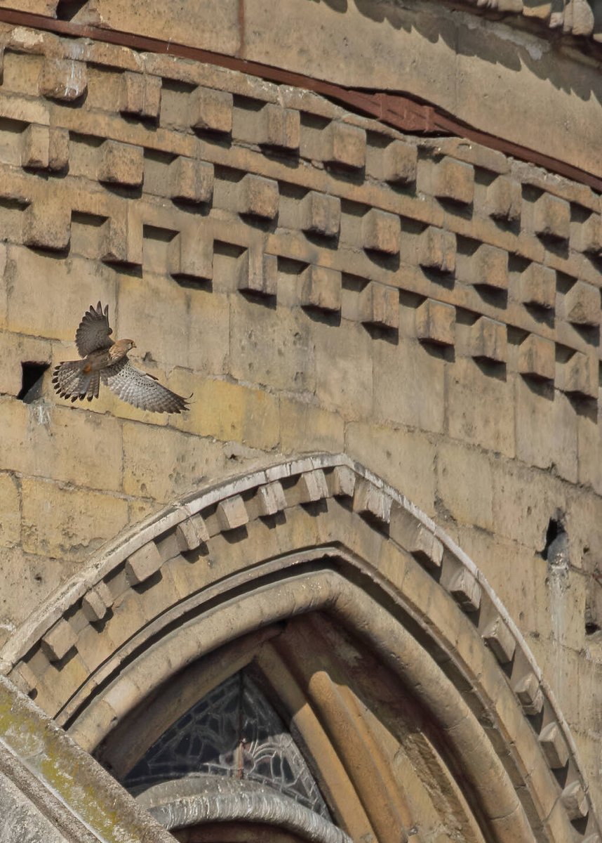 Libération (@libe) on Twitter photo 💬 «Notre-Dame est un refuge formidable pour les martinets et les faucons crécerelles»
🦅 La <a href="/LPOFrance/">LPO France</a> a veillé à ce que les travaux de restauration de la cathédrale permettent d’accueillir à nouveau ses fragiles locataires.
➡️ bit.ly/3ZEcEtr 💬 «Notre-Dame est un refuge formidable pour les martinets et les faucons crécerelles»
🦅 La <a href="/LPOFrance/">LPO France</a> a veillé à ce que les travaux de restauration de la cathédrale permettent d’accueillir à nouveau ses fragiles locataires.
➡️ bit.ly/3ZEcEtr