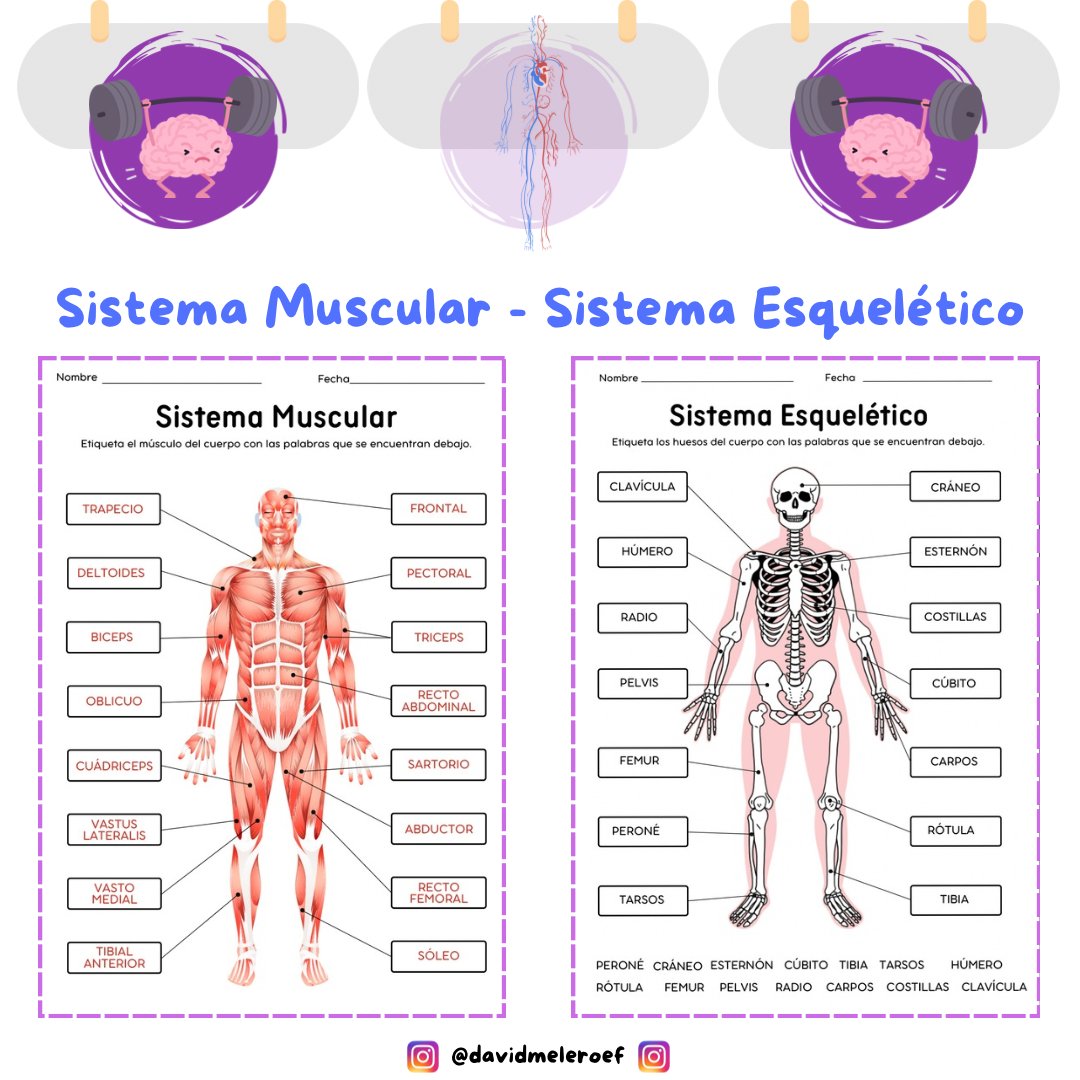 🩻👣 CURRPO HUMANO 👣🩻

Te gustaría tener el SISTEMA MUSCULAR y el SISTEMA ESQUELÉTICO para rellenar?

Puedes obtenerlo tanto en CASTELLANO como en INGLÉS.

1. Sígueme para conocer más recursos 👌

2. Escribe en comentarios 2 amigos 👐

3. Manda un MD con un POR FAVOR y GRACIAS