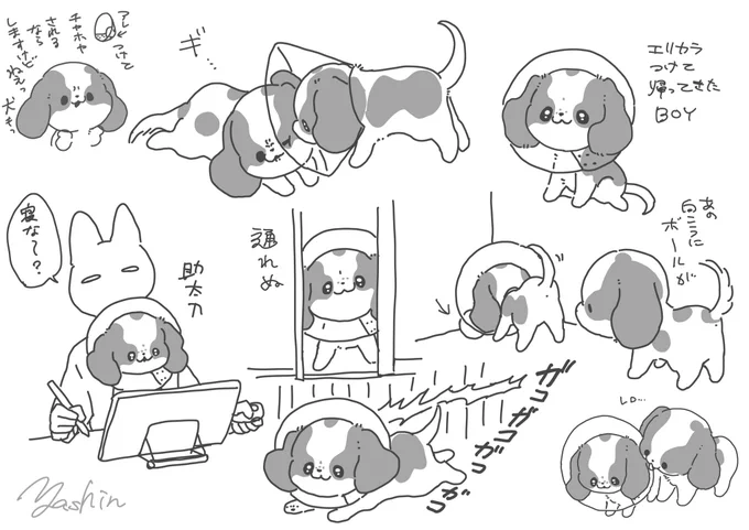 子犬の去勢手術が終わった記録です 
