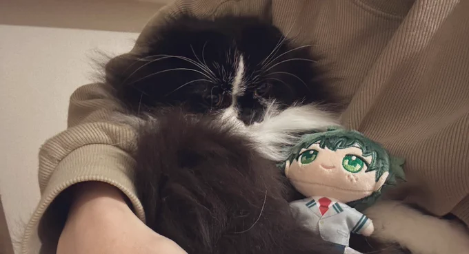イライラしてるネコ 