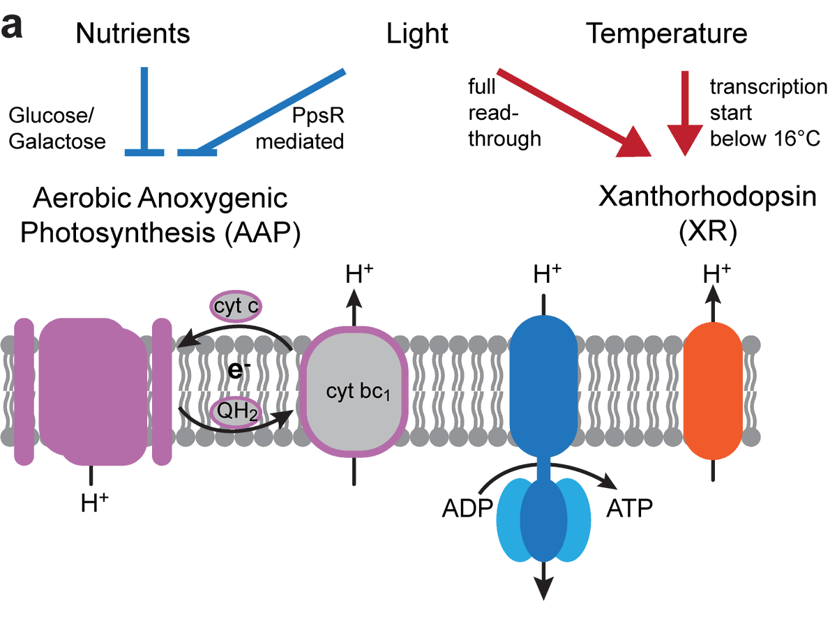 apb_lab's tweet image. 👉Czech Grant Foundation supported our project DualPhoto focused on photophysiology of bacteria capable of harvesting light energy using both rhodopsin and bacteriochlorophyll. 🌞🦠
