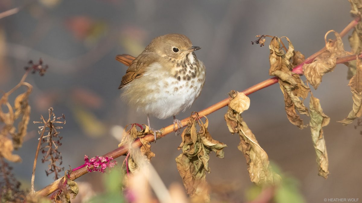 Heather Wolf tweet media
