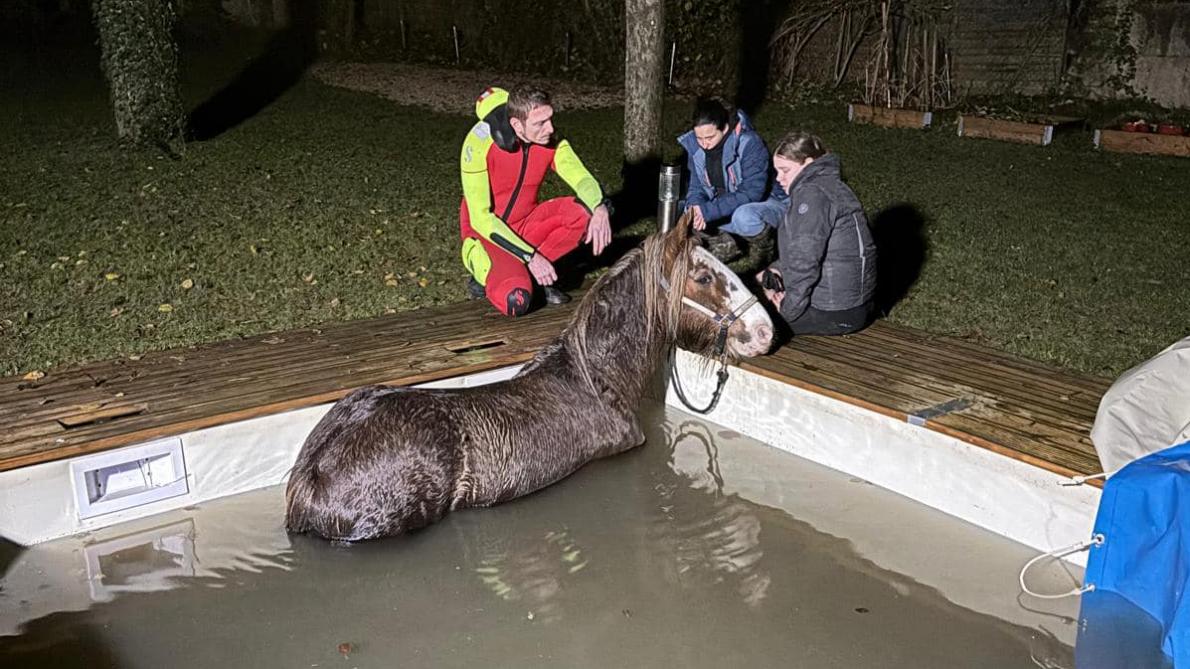 lesteclair's tweet photo. Les pompiers secourent Nipper, un cheval de 19 ans tombé dans une piscine à Rigny-le-Ferron https://t.co/HxnO4P4zZd https://t.co/gSf2CWBWHX