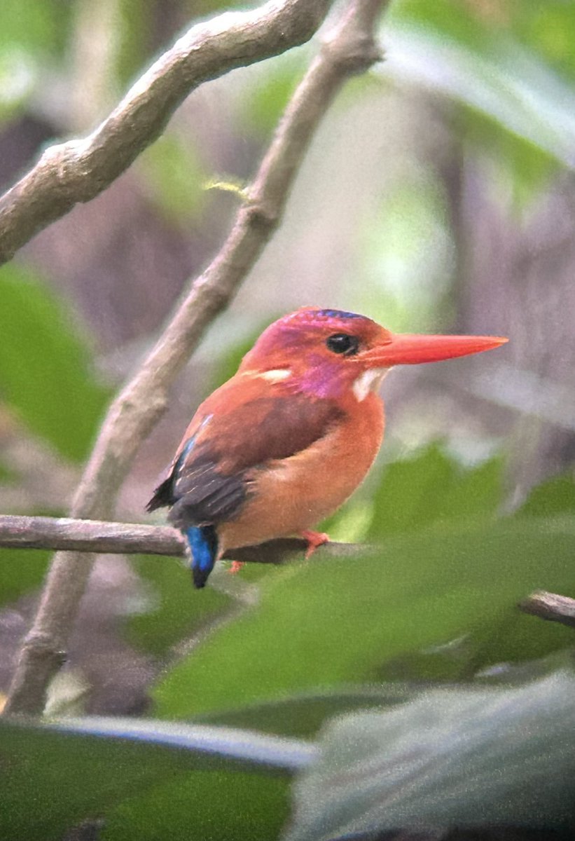 Sulawesi endemics: Sulawesi Scops-Owl, Sulawesi Pitta and Sulawesi Dwarf King-Fisher. “[Celebes/Sulawesi] Wonderfully rich in peculiar forms, many of which are singular or beautiful, and are in some cases absolutely unique upon the globe.”
-Wallace (The Malay Archipelago 1869)