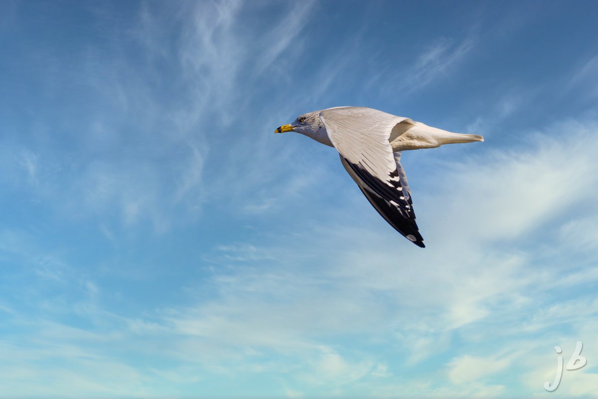 BLVD_DAWG's tweet photo. Ring-billed Gull on #flyday  #TwitterNatureCommunity #BirdsSeenIn2024 #BirdTwitter #birding #birds #birdphotography #ThingsOutside #ThePhotoHour #birdwatching #NaturePhotography #BirdsOfTwitter https://t.co/t1OVLk4whh