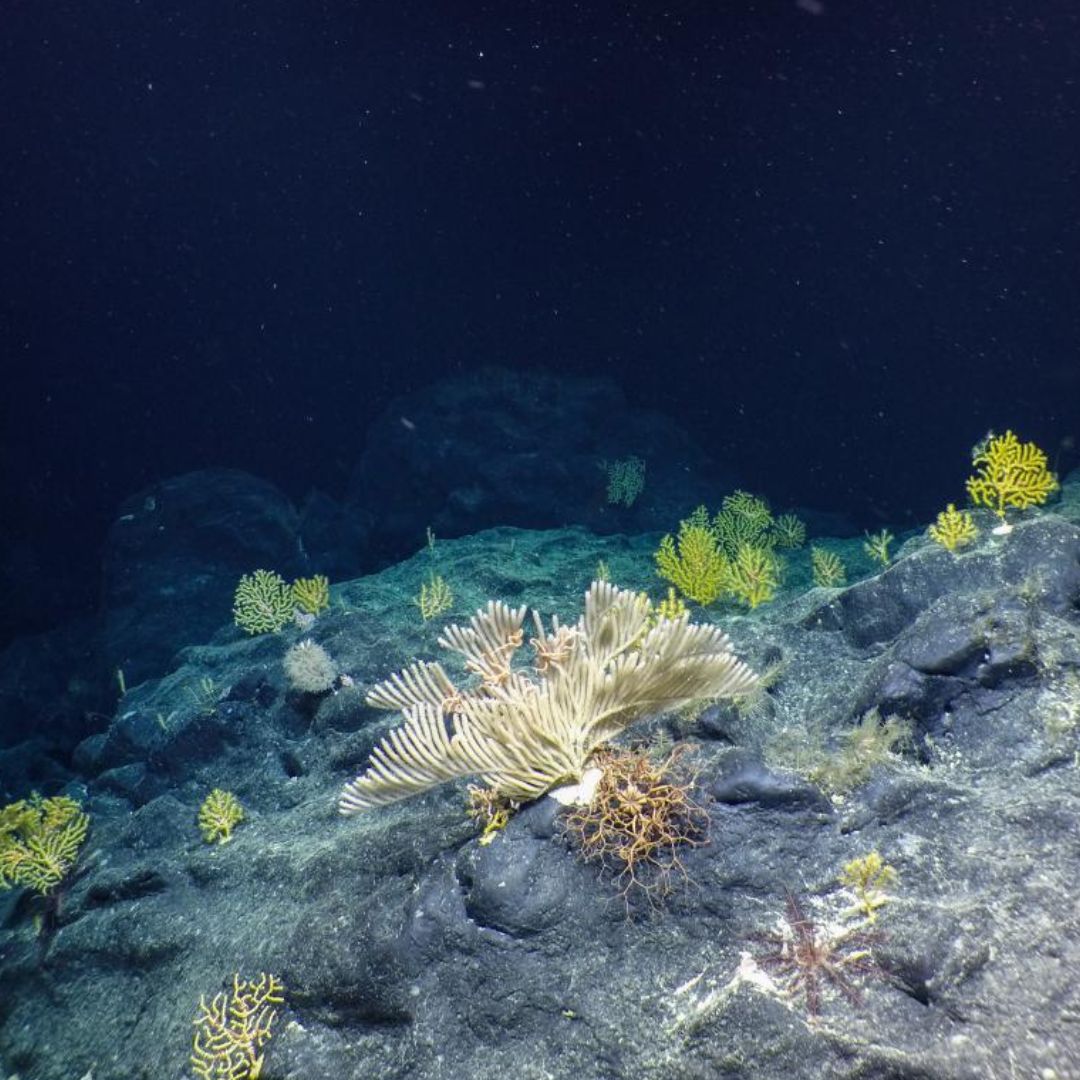 🪸NEW EPISODE🪸

This month we cover the hugely important (yet often not well-known) deep-water corals. These incredibly long-lived ecosystem engineers are vital to deep-sea habitats &amp; we learn why with Di Tracey.

Listen now: bit.ly/4ilUTGD

📸Ocean Exploration Trust
