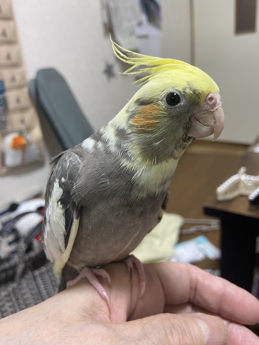 ポコじろうも
こんなにおっきくなりました🥳🥳🥳

凛々しくなったね‼️