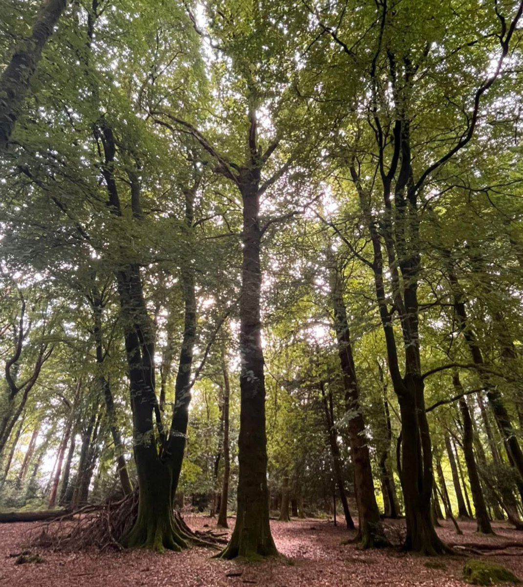 New Wave Adventure tweet media