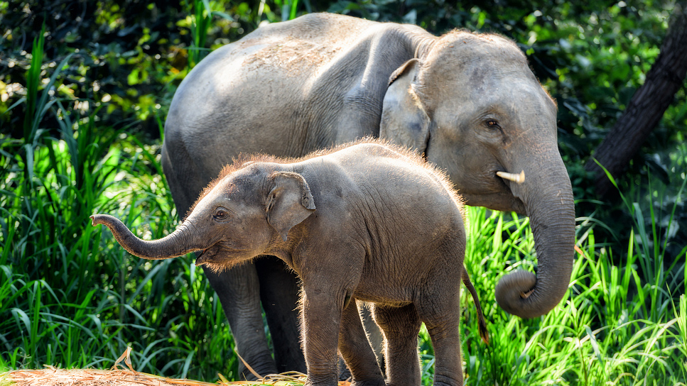 Save The Asian Elephants tweet media