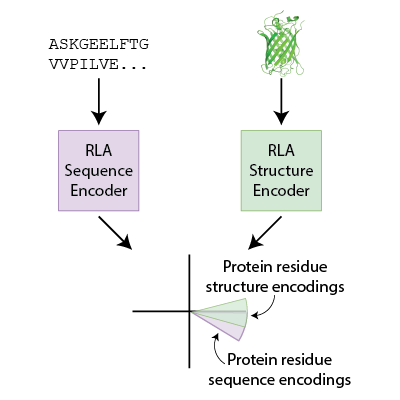 PRX_Life's tweet photo. A Residue Level Alignment approach aligns protein sequence and structure information to improve predictions of #ProteinBinding and structural stability, offering a tool to study effects of mutations and identify better binder designs.
🔗 https://t.co/u9hfX7Fz1Y
#MLSB https://t.co/rhBUS8gc2T