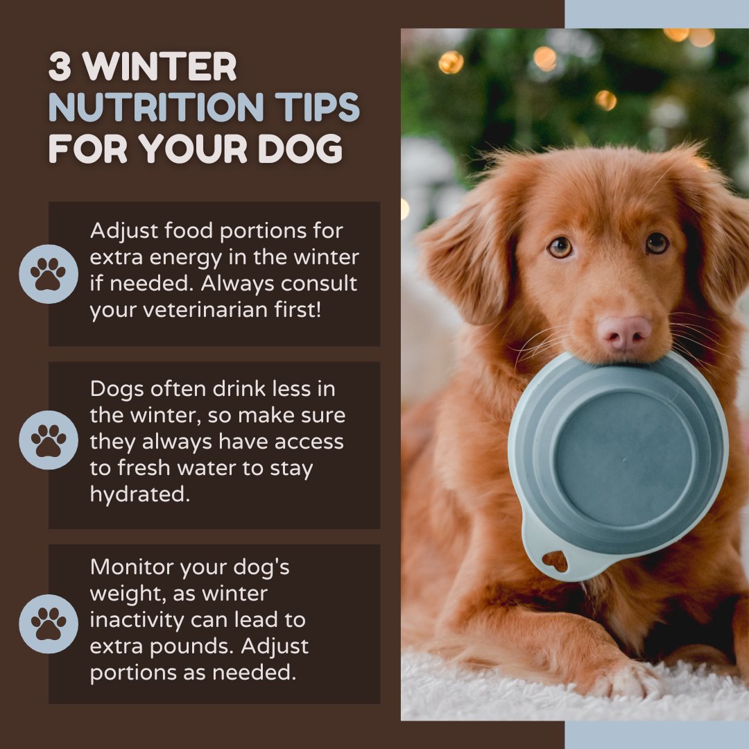 towncvet's tweet image. Cold weather can bring some new challenges for your dog. Take a look at these tips to keep them feeling their best through the winter! 🐕🌨️ #wintertips #winterdogs #dogs