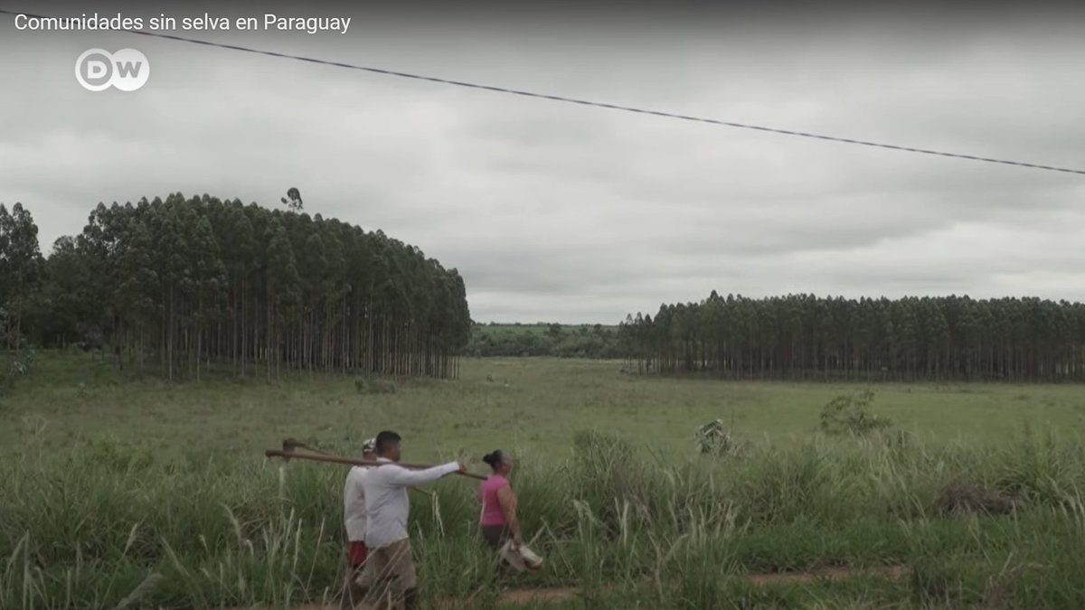 El tratado de libre comercio entre la UE y el Mercosur beneficiará a los que más tienen: ganaderos, sojeros, exportadores y bancos. Y destruirá parte de la vida y los bosques de las comunidades indígenas sudamericanas. El pueblo guaraní de Paraguay explica las consecuencias:
