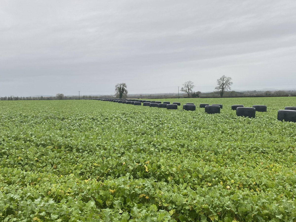 Great to see this farmer planning ahead and getting his bales in place before he begins grazing his brassica crop over the winter months 👌