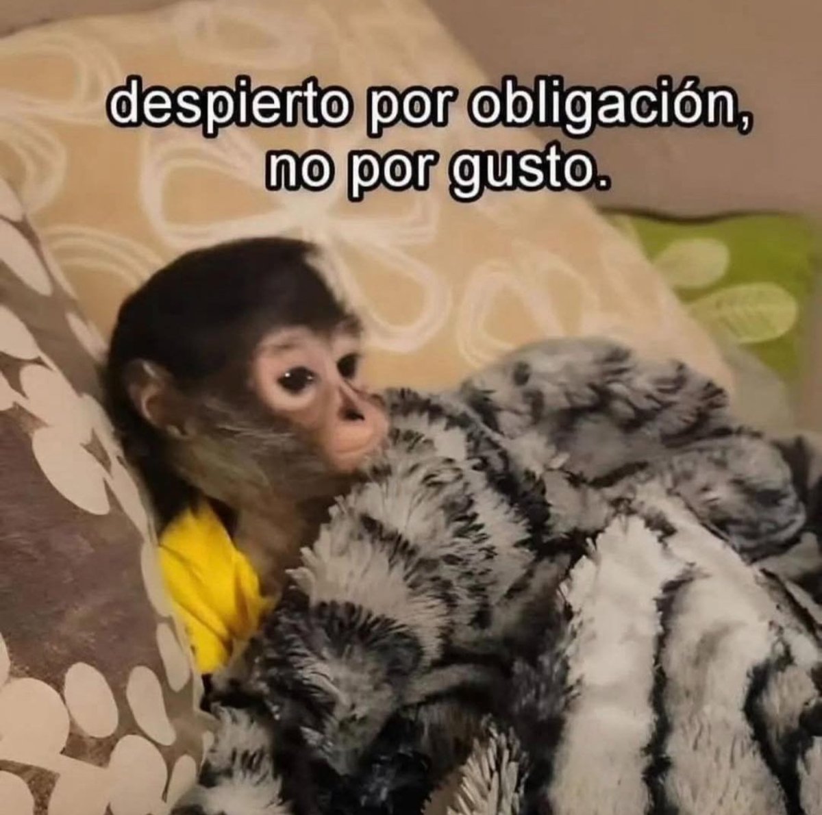 Pero despierto.
