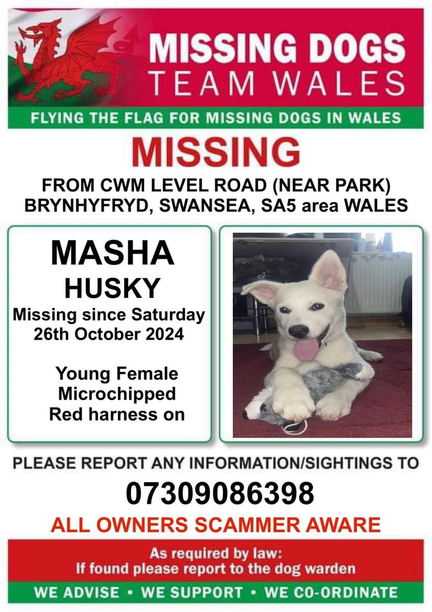 MissingPetsGB's tweet photo. How many lost pets will come home for Christmas this year?

Please look out for lovely girl MASHA

#ChristmasCountdown 

MASHA STILL #MISSING  MISSING FROM 26/OCT/2024 WHITE HUSKY PUPPY, GIRL ,WHITE EYEBROWS LAST SEEN AROUND CWM LEVEL PARK LANDORE AREA. Microchipped in Romania. https://t.co/bcHYsWHO7h