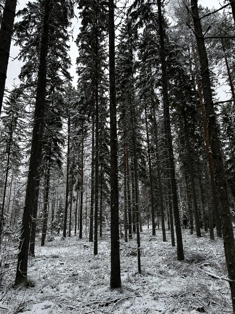 Hyvää itsenäisyyspäivää! Glad självständighetsdag! 🇫🇮

Ei mikään voi valtavammin vaikuttaa matkustajan mieleen kuin noiden äärettömien sydänmaan metsien syvyys. - Johan Ludvig Runeberg