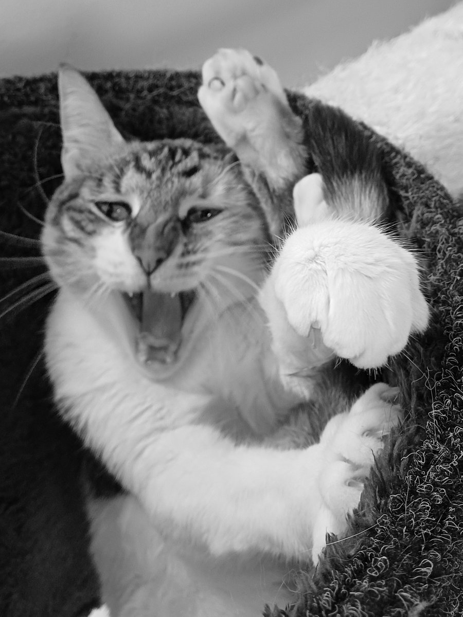 kitcatpuzzle's tweet photo. Fierce friday 😼💫
#catlife #catsnoirfriday #pawtrait #catsinblackandwhite #fiercefelines
https://t.co/rrqA8OAdgH https://t.co/80gtlmiSP5